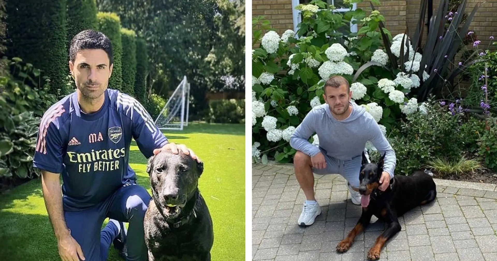 Arteta follows Wilshere's lead as he spends £20,000 on guard dog to protect his home