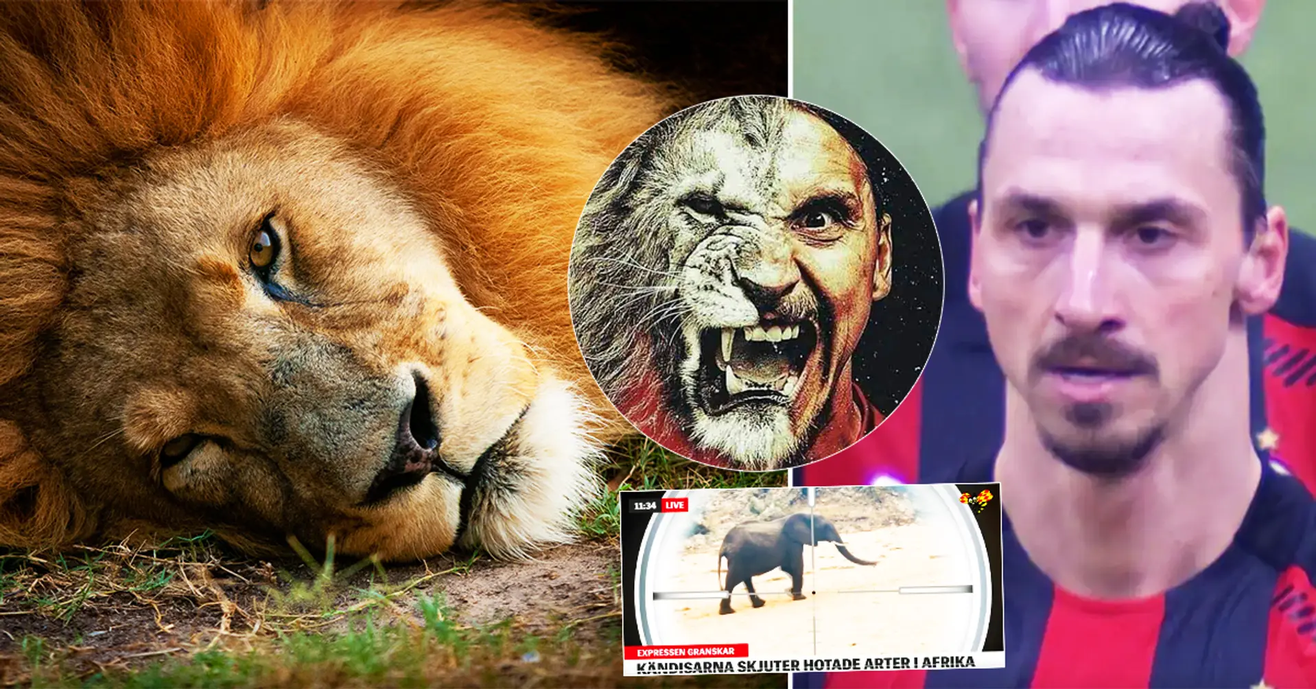Ibrahimovic shot, killed and imported lion from Africa, took his skin and skull home - shocking reports from Sweden
