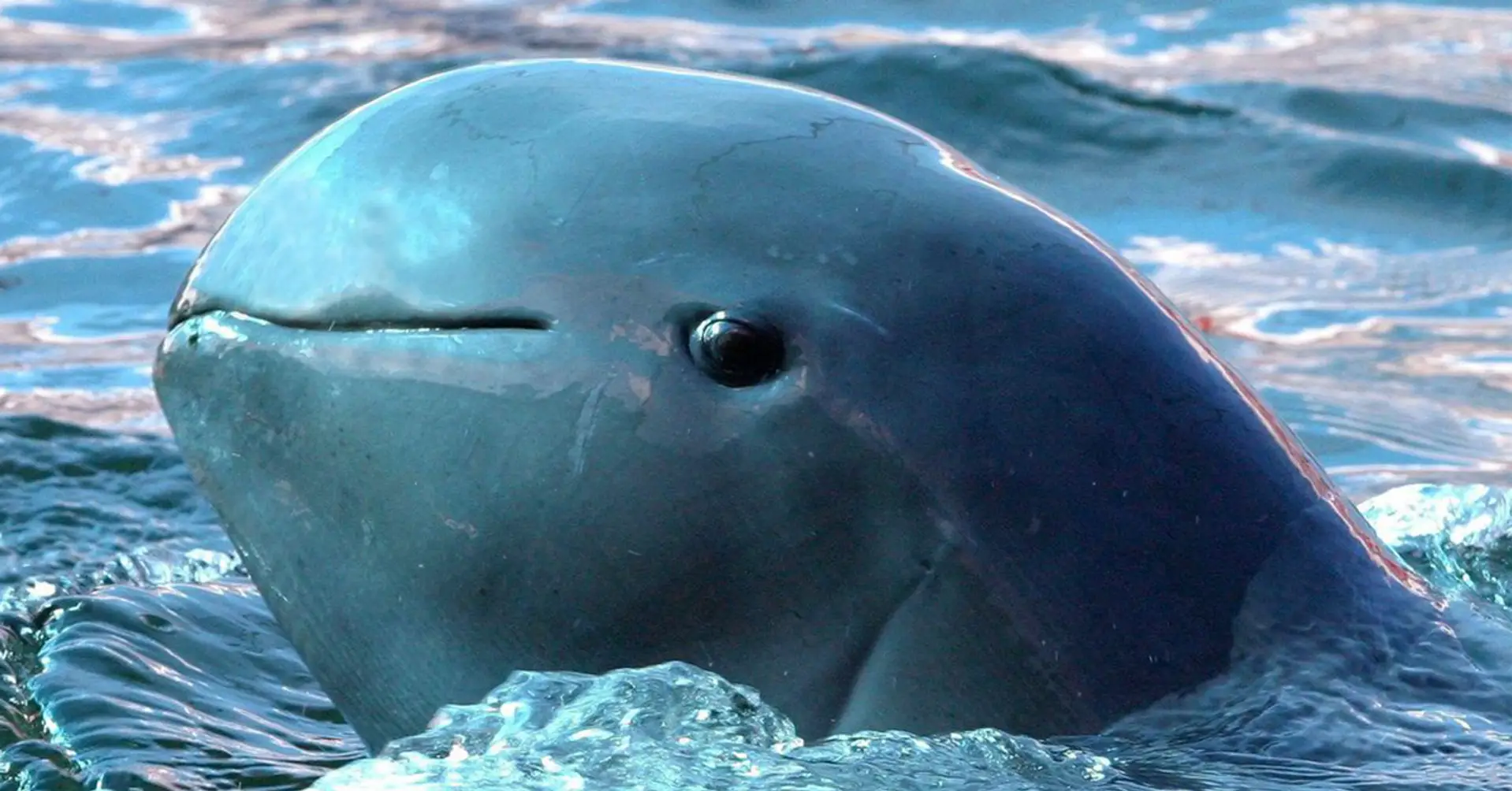 Incredibly rare Irrawaddy dolphins found and captured on camera in Indonesia [2 photos]