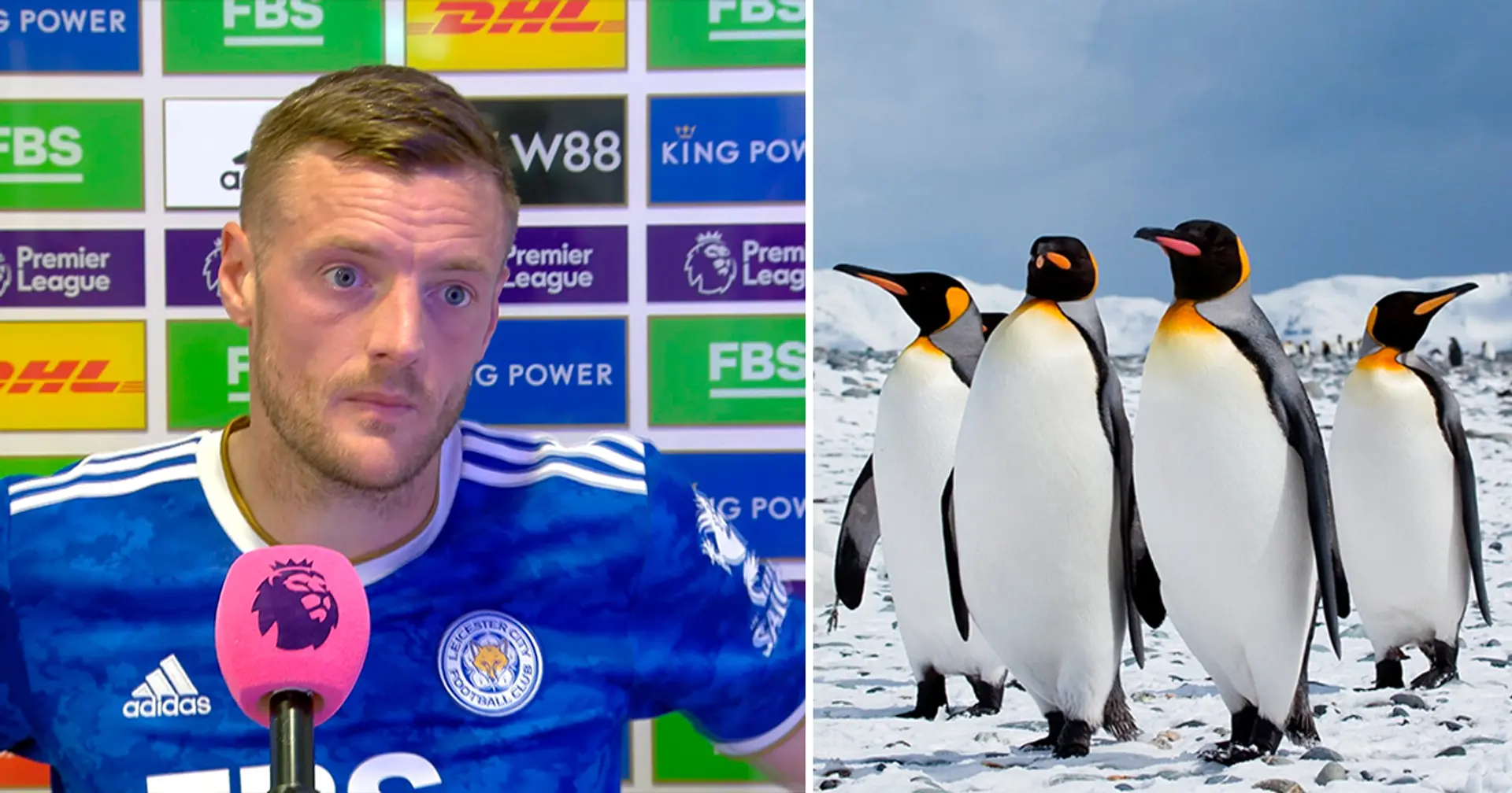 'I found out how to buy a giraffe': Jamie Vardy reveals how he tried to buy a penguin for his garden