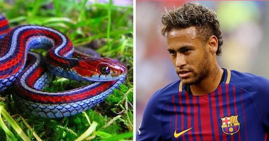 Twin brothers: Neymar and snakes 