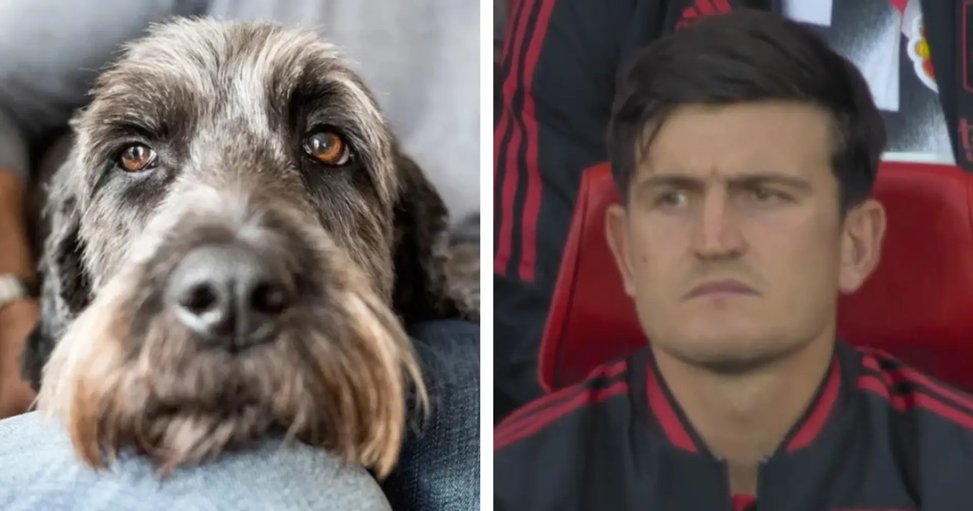 Maguire compared to a 'dying dog' & 3 more under-radar stories at Man United today