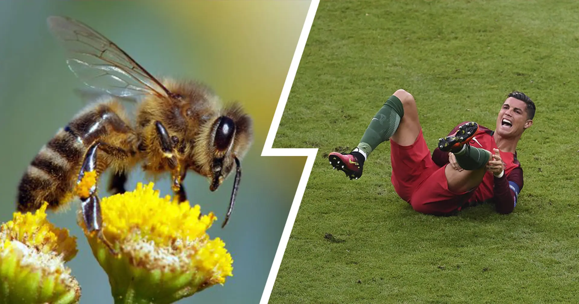 Cristiano Ronaldo misses Nations League clash vs Croatia after reportedly being attacked... by a bee