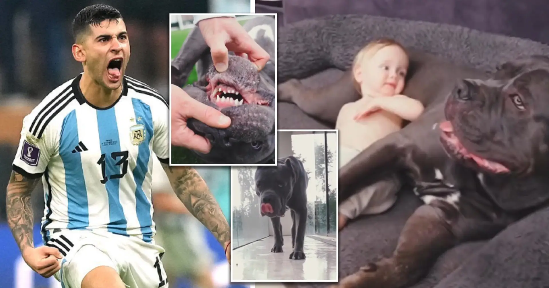 'He should've just hired Romero': Fans react to James Maddison's family protection dog