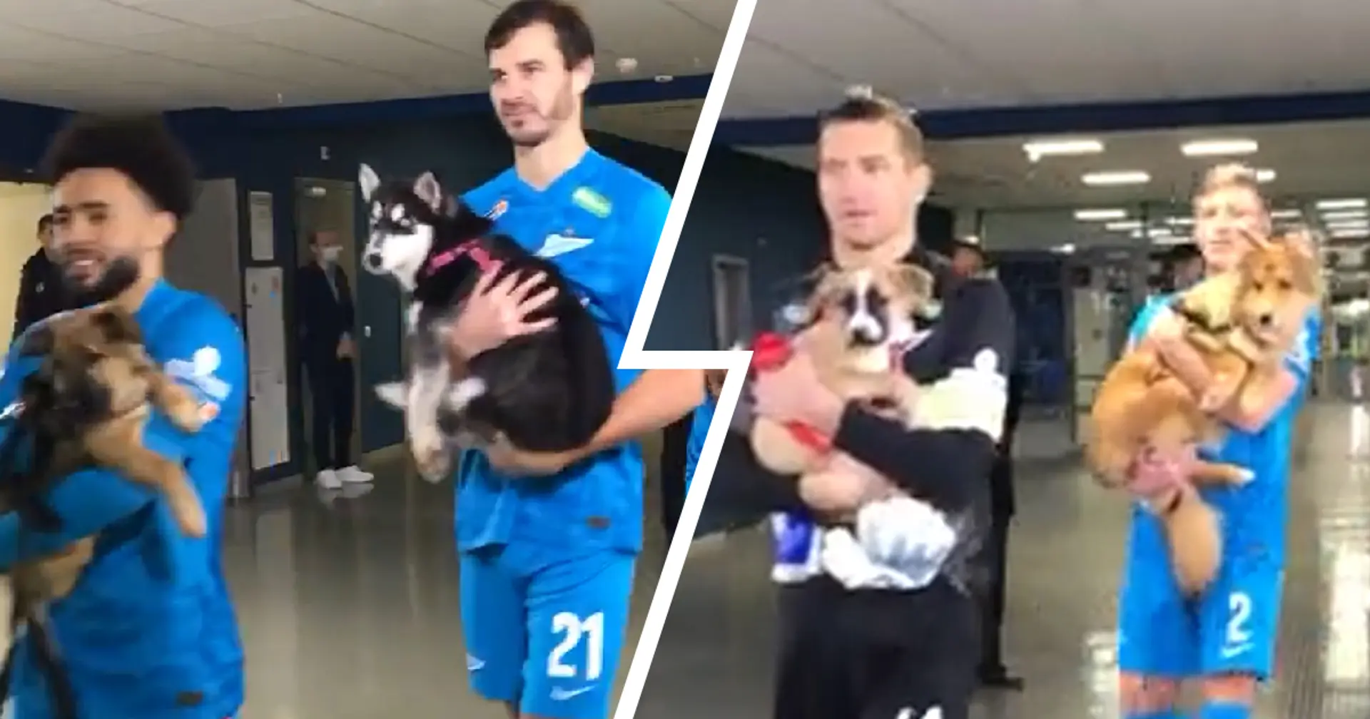 Class from Chelsea's rivals: Zenit players walk on field with shelter dogs to help them find home