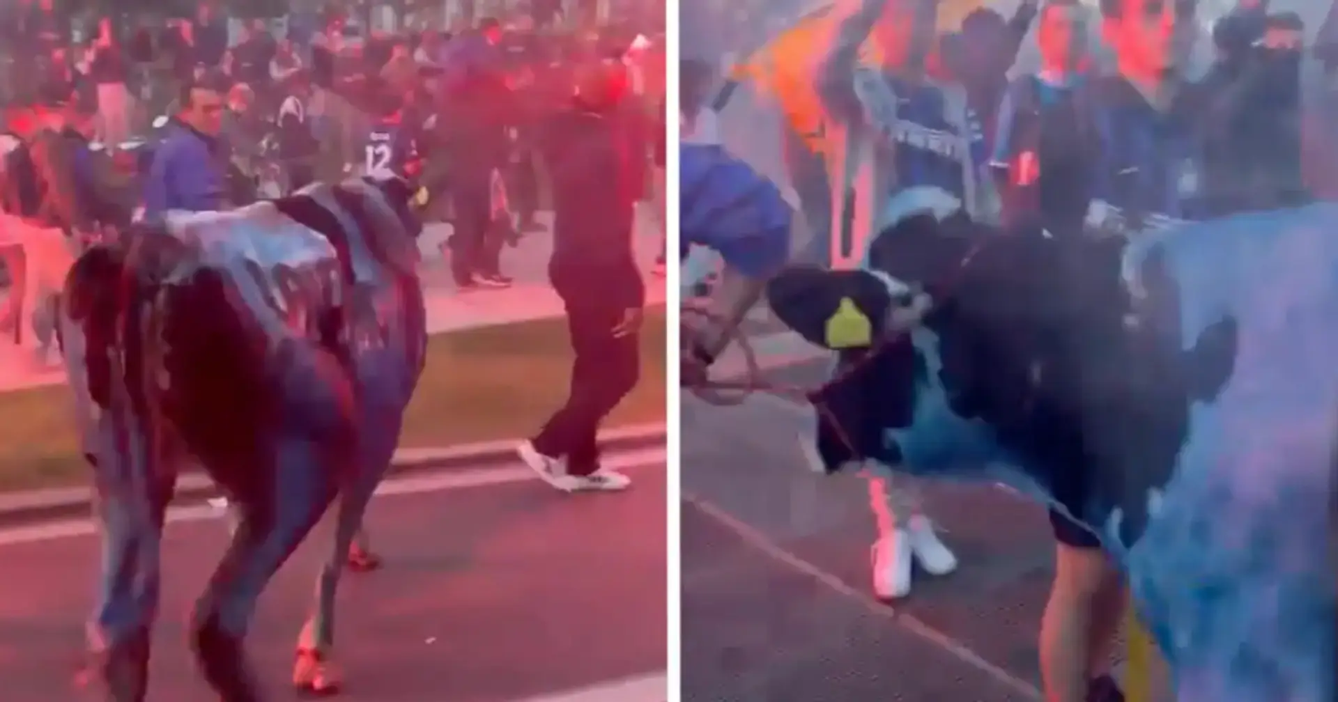 Zur Feier des Meistertitels von Inter wurde eine Kuh in den Vereinsfarben bemalt und auf die Straßen von Mailand gebracht
