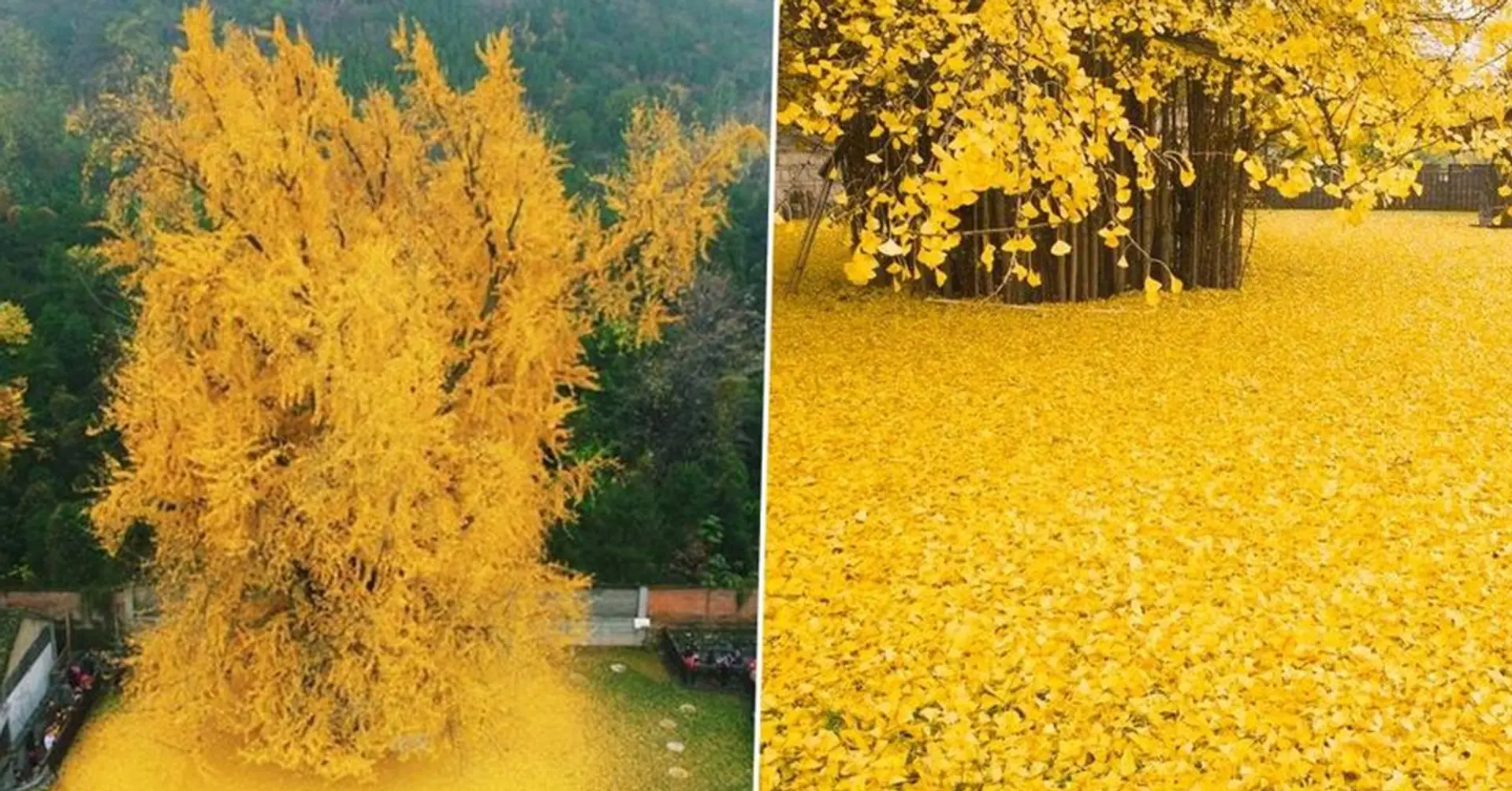 Out of this world: Incredible 1400-year-old Ginkgo Tree goes viral after series of photos emerge