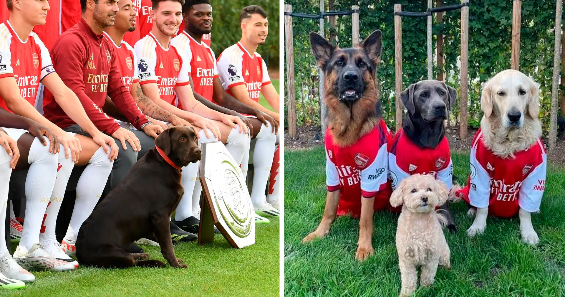 Arsenal players & some of their pets - the number of good boys in this post is off the charts
