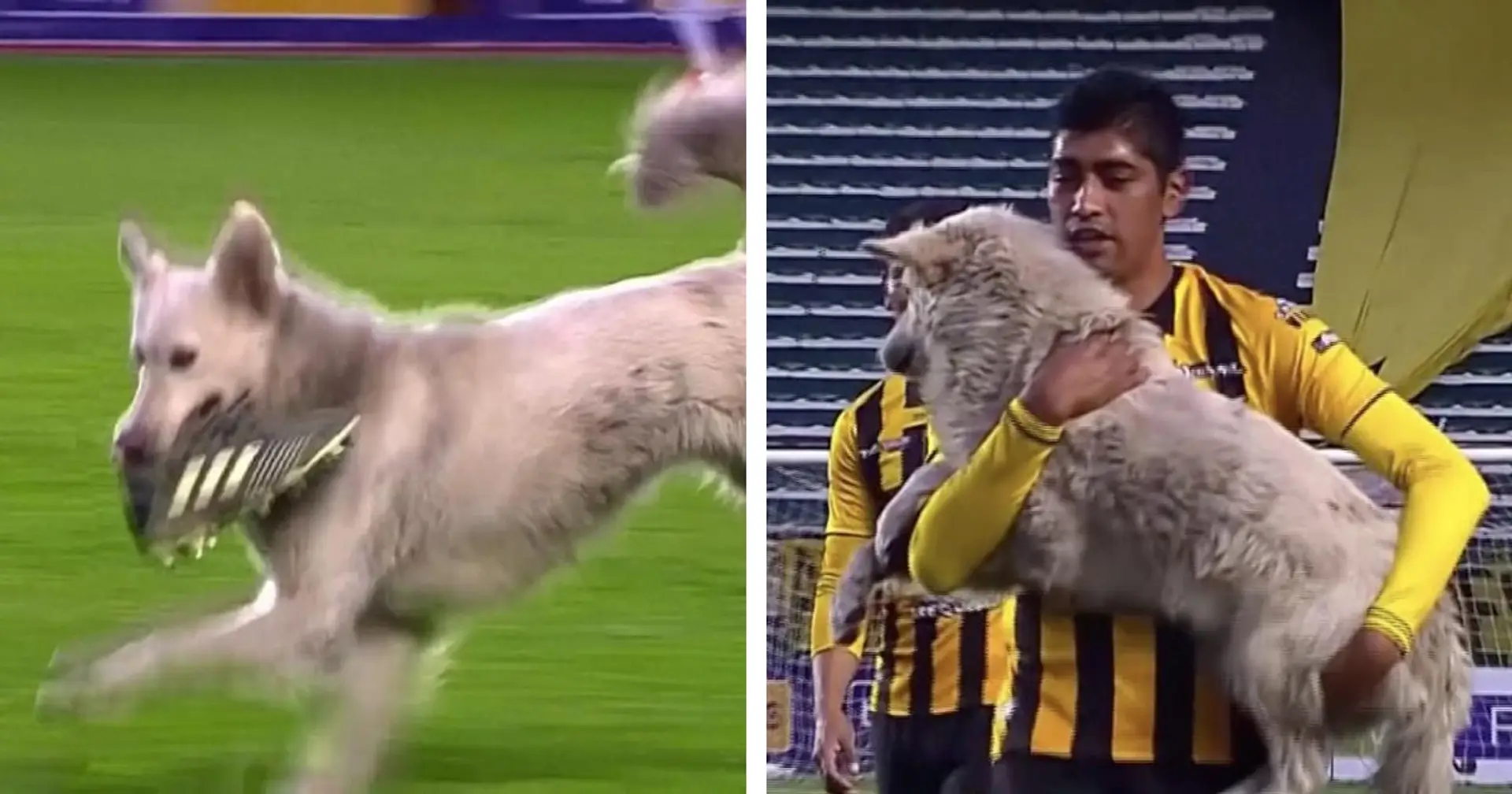 Hund stiehlt Fußballschuh, als er in Bolivien auf den Platz eindringt - einer der Spieler adoptiert ihn schließlich