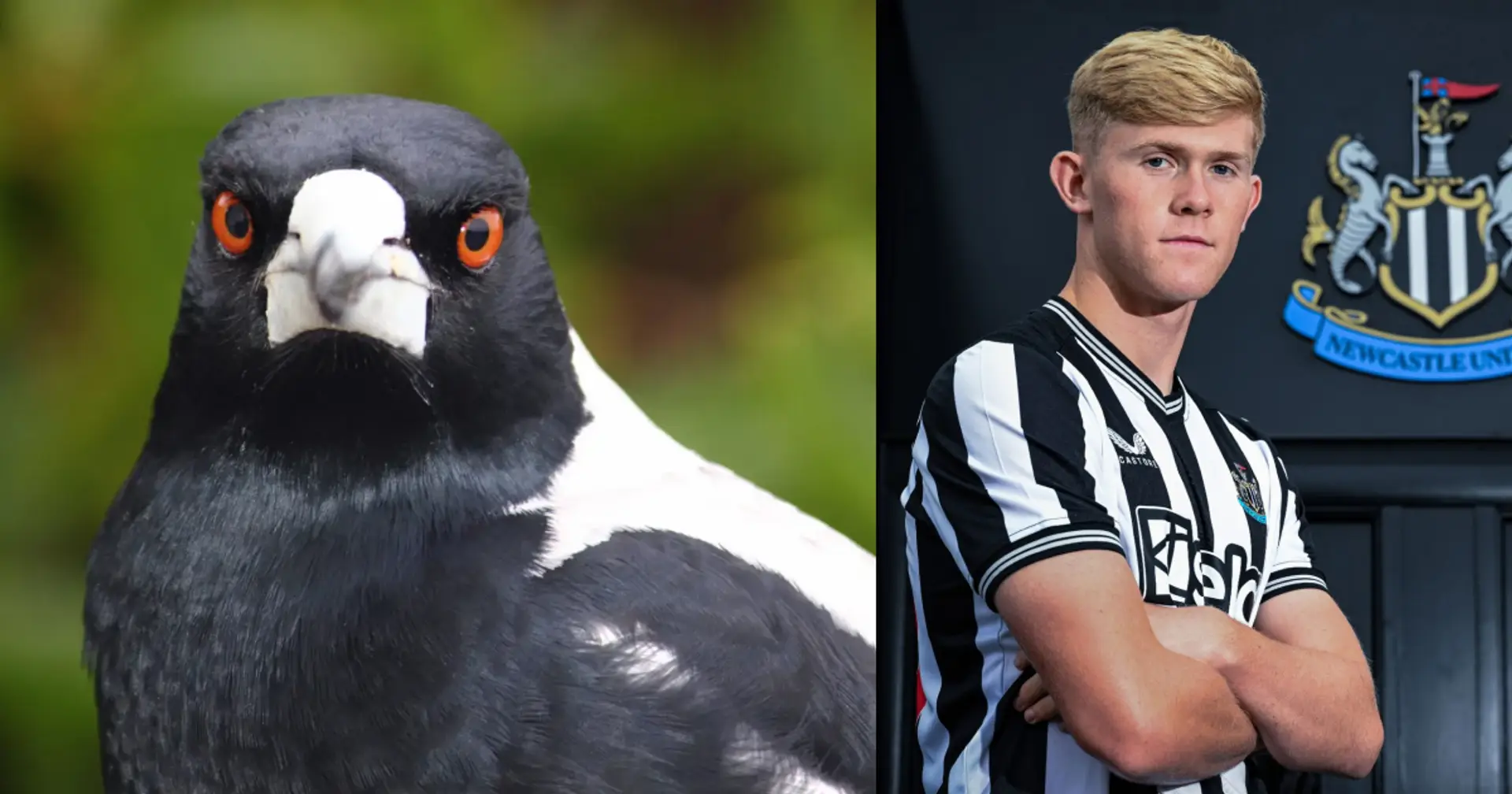 'Death comes for us all': Newcastle fans react to latest £35m signing from Chelsea