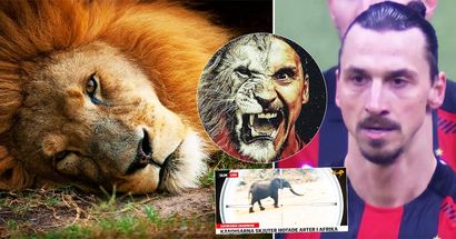 Ibrahimovic erschoss, tötete und importierte einen Löwen aus Afrika, nahm seine Haut und seinen Schädel mit nach Hause - schockierende Berichte aus Schweden