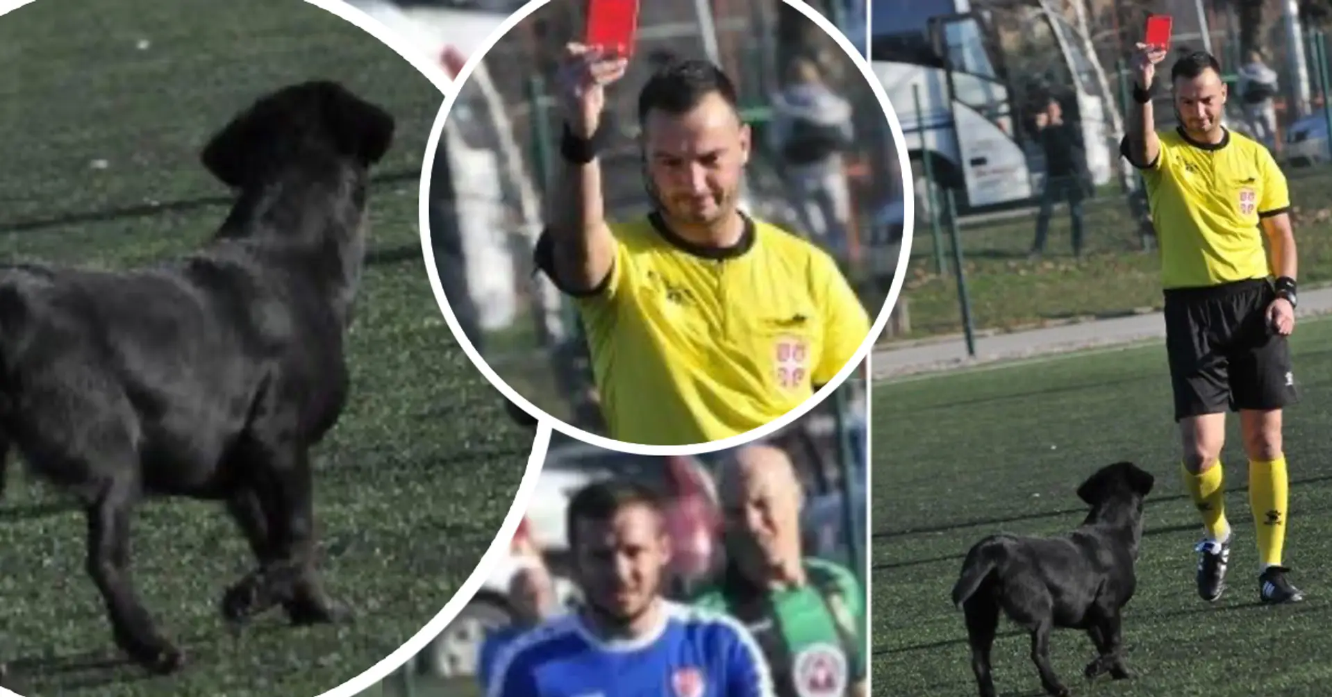 Un chien serbe reçoit un carton rouge pour avoir envahi le terrain à quatre reprises, refuse de partir, l'arbitre abandonne le match