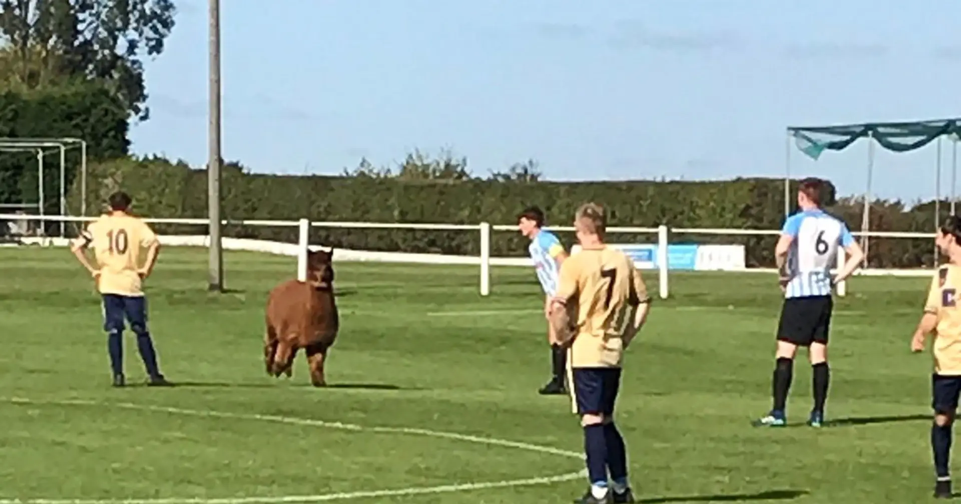 Alpaca named Oscar invades pitch, stops football game in West Yorkshire (video)