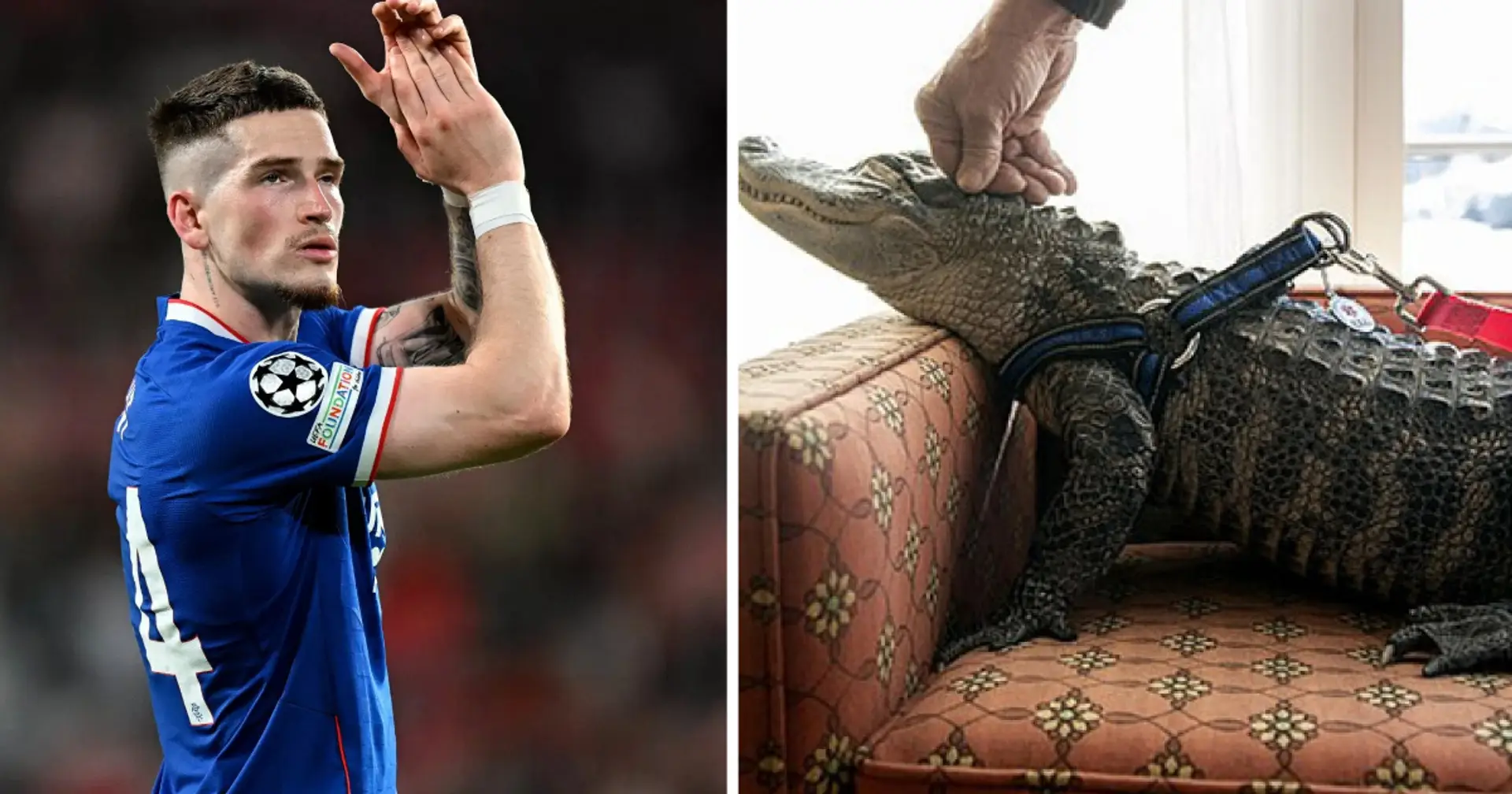 Ex-Bundesliga-Star sucht Aufpasser für sein Reptil - 2.800 Euro gibt's für den Krokodil-Sitter