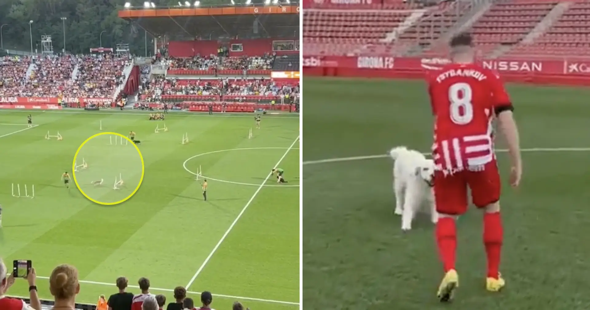 The cutest 'pitch invasion' spotted at Girona's stadium at halftime v Madrid